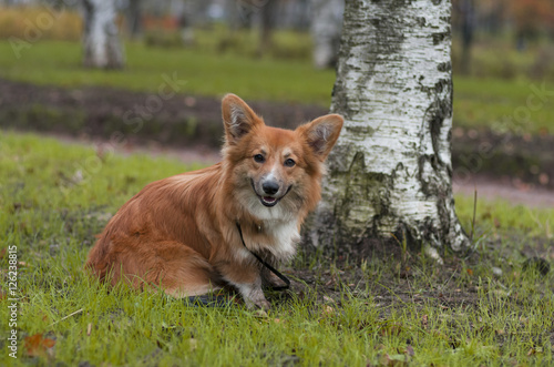 Photo of a curious corgi dog (breed welsh pembroke corgi fluffy, red colored) sitting near the birch on the green grass in the autumn park, smiling and looking directly at the photographer