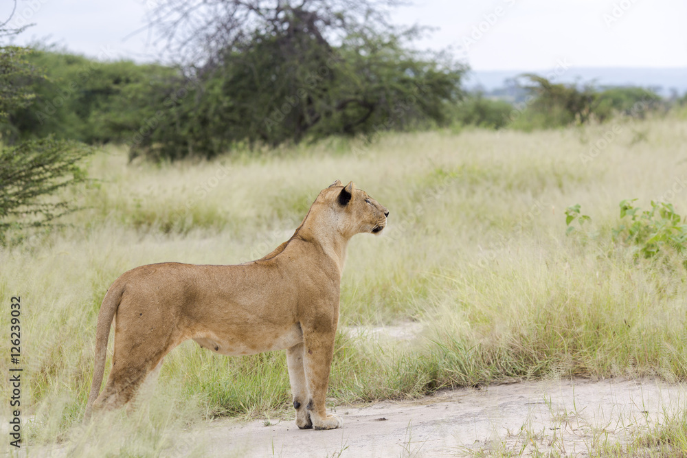 Lovely lioness gracefully standing and closely followed the savanna in a Tarangire, Tanzania Lovely lioness gracefully standing and closely followed the savanna in a Tarangire, Tanzania