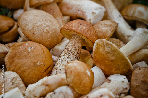 Fresh edible mushrooms. Gathering mushrooms.