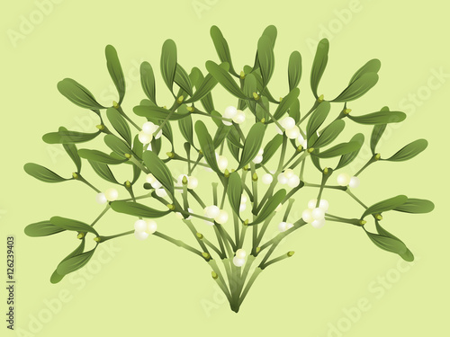 Mistletoe (Viscum album). Hand drawn realistic vector illustration of mistletoe sprigs.