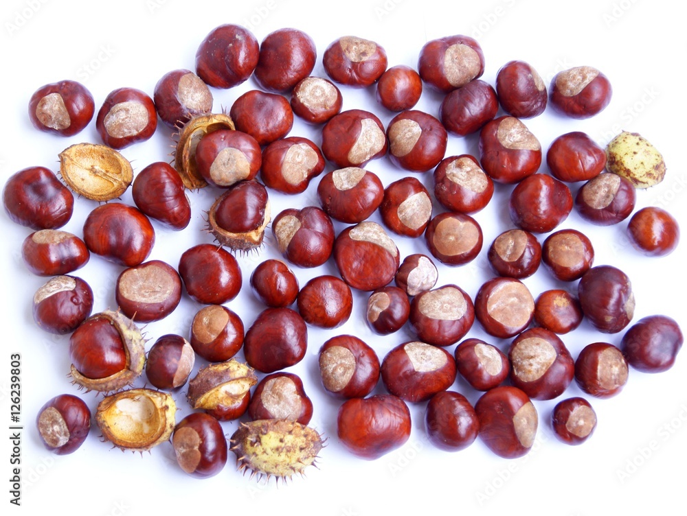 brown fruits of chestnut tree