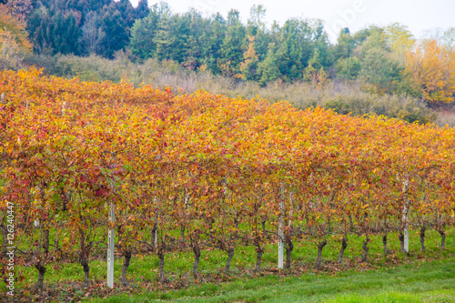 Fototapeta Naklejka Na Ścianę i Meble -  Colorful Rows of Vineyard in Wine Growing in autumn /Italy/ Europe