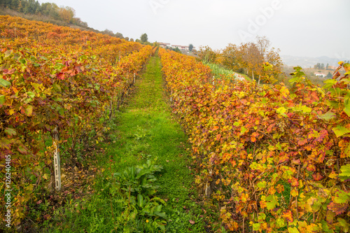 Colorful Rows of Vineyard in Wine Growing in autumn /Italy/ Europe