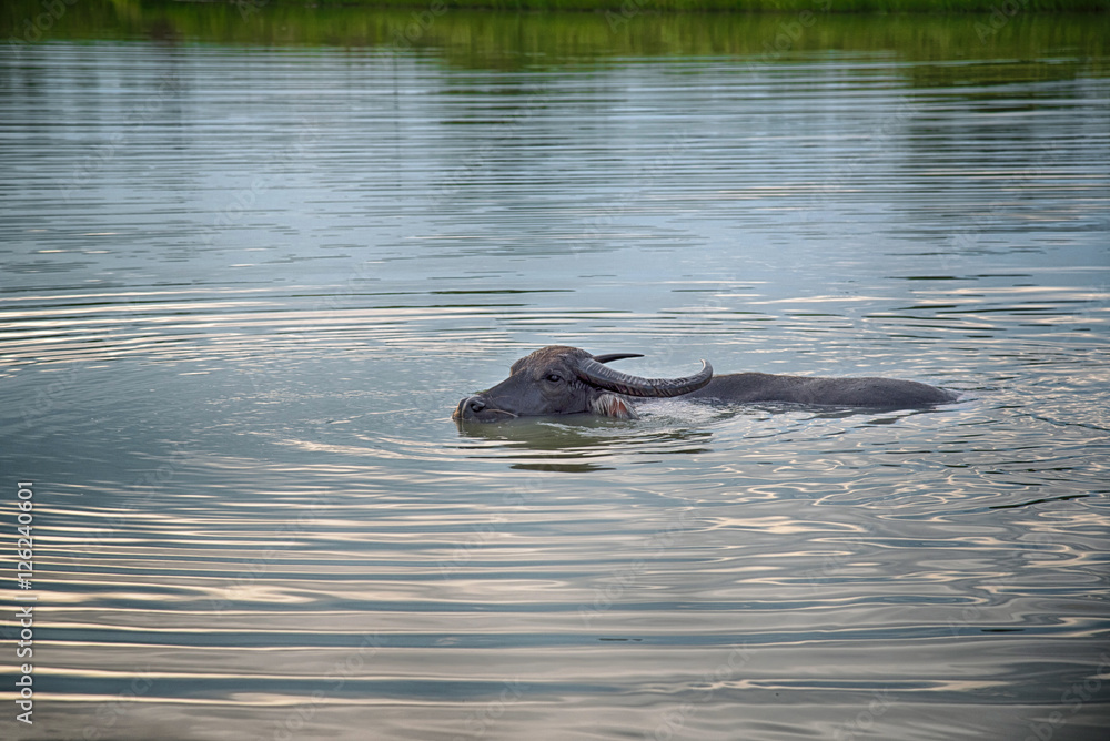 The domestic buffalo hides in river from heat on sunset The domestic buffalo hides in river from heat on sunset