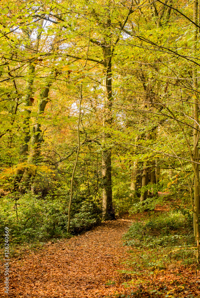 Beautiful Autumn colours at Styal Country Park, Wilmslow, Cheshire, uk