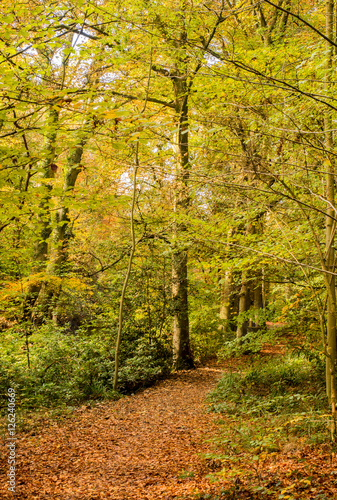 Beautiful Autumn colours at Styal Country Park, Wilmslow, Cheshire, uk photo