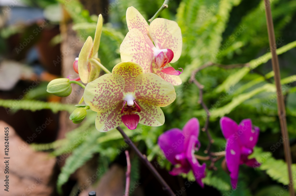 one lovely yellow orchid from asia one lovely yellow orchid from asia