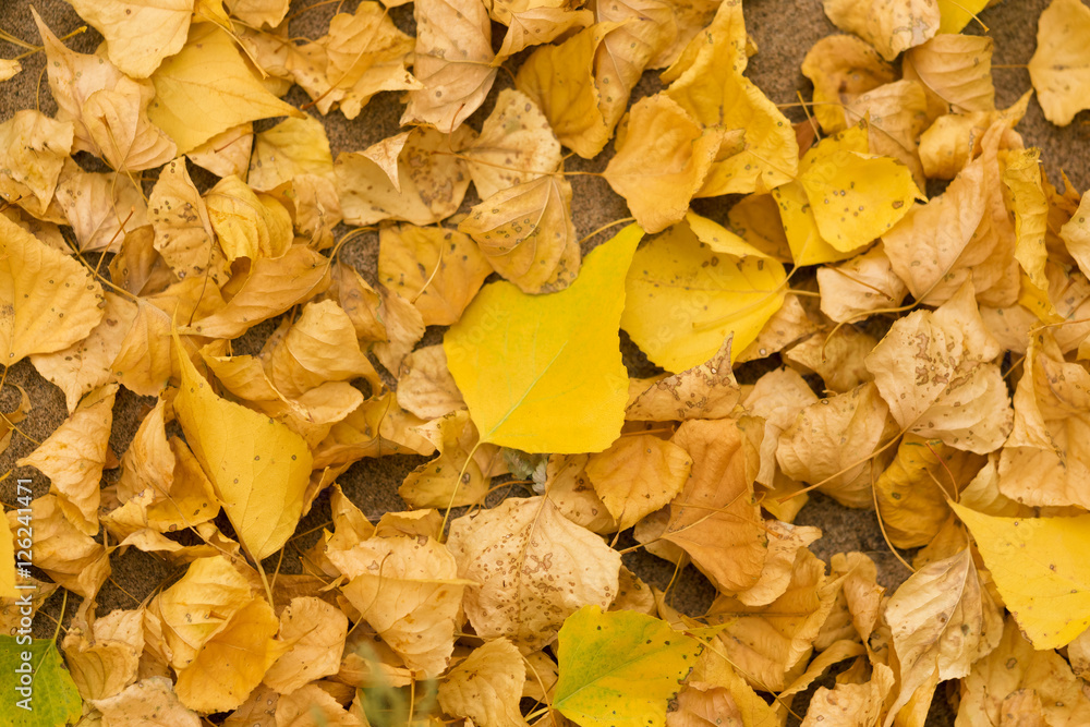 Yellow fallen autumn leaves, background