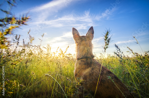 Small chihuahua dog enjoying golden sunset in grass. It stands back to camera on colorful field. Blue sky and white clouds around. Shot from down