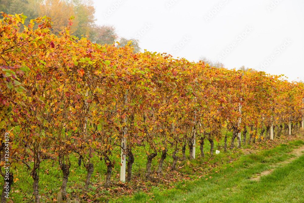 Colorful Rows of Vineyard in Wine Growing in autumn /Italy/ Europe