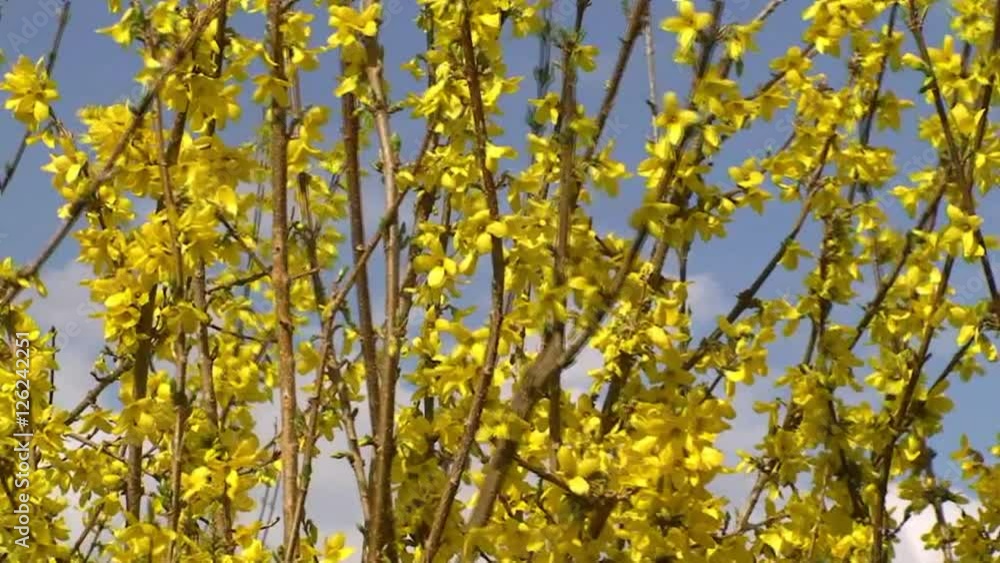 Ein Forsythienstrauch bewegt sich im Wind Ein Forsythienstrauch bewegt sich im Wind