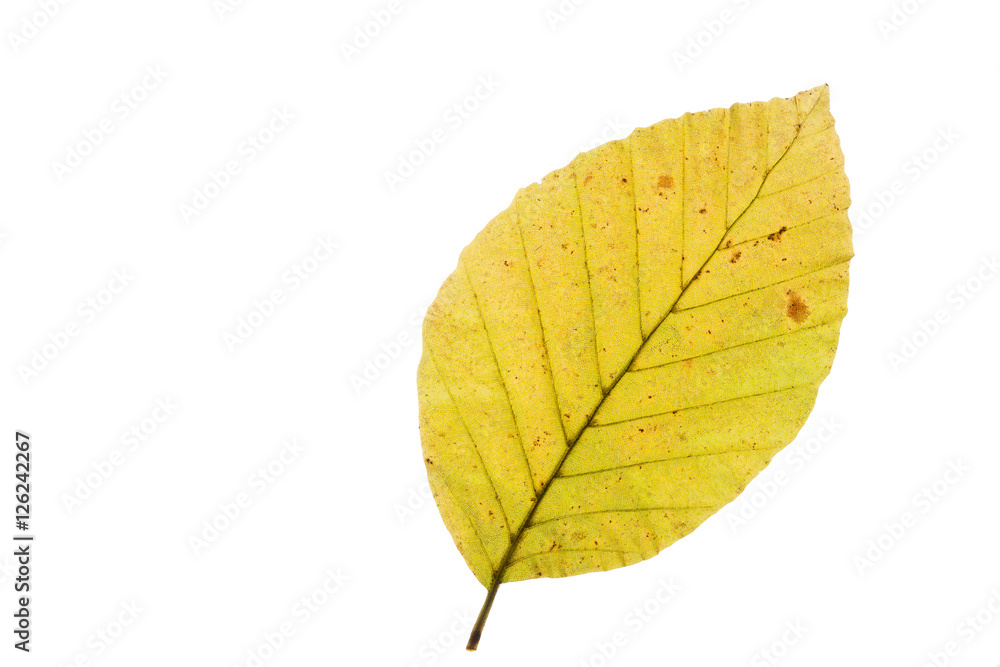Buchenblatt mit Herbstfärbung, freisteller Buchenblatt mit Herbstfärbung, freisteller