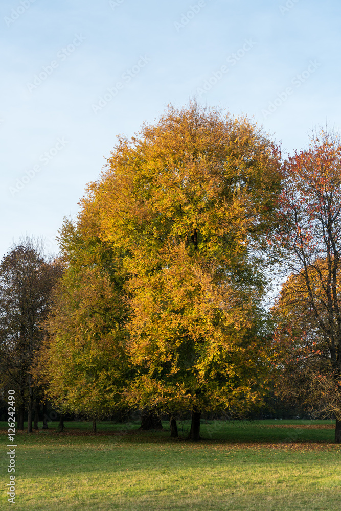 München - Herbst im Englischen Garten