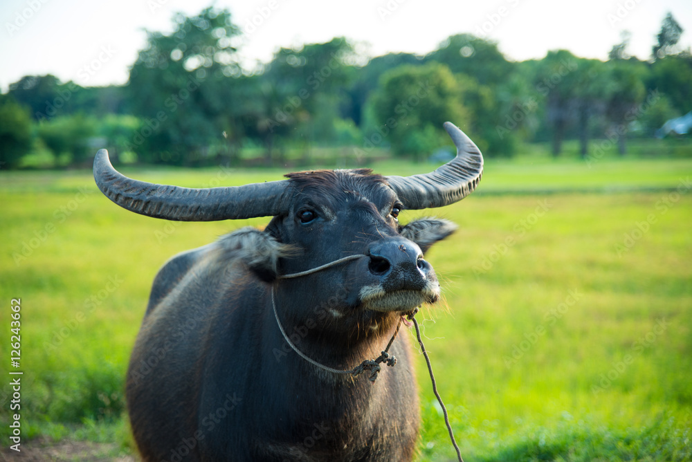 Naklejka premium The domestic buffalo hides on rice field