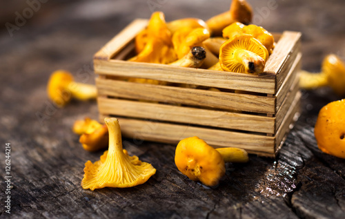 Fresh chanterelle mushrooms on a wooden background