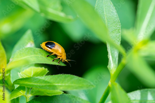 orange bug on leaf