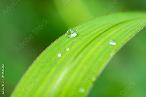 water drops on the green leaves. selective focus