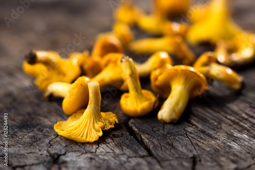 Fresh chanterelle mushrooms on a wooden background photo