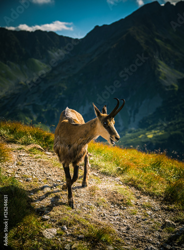 Beautiful chamois mountain goat in natural habitat