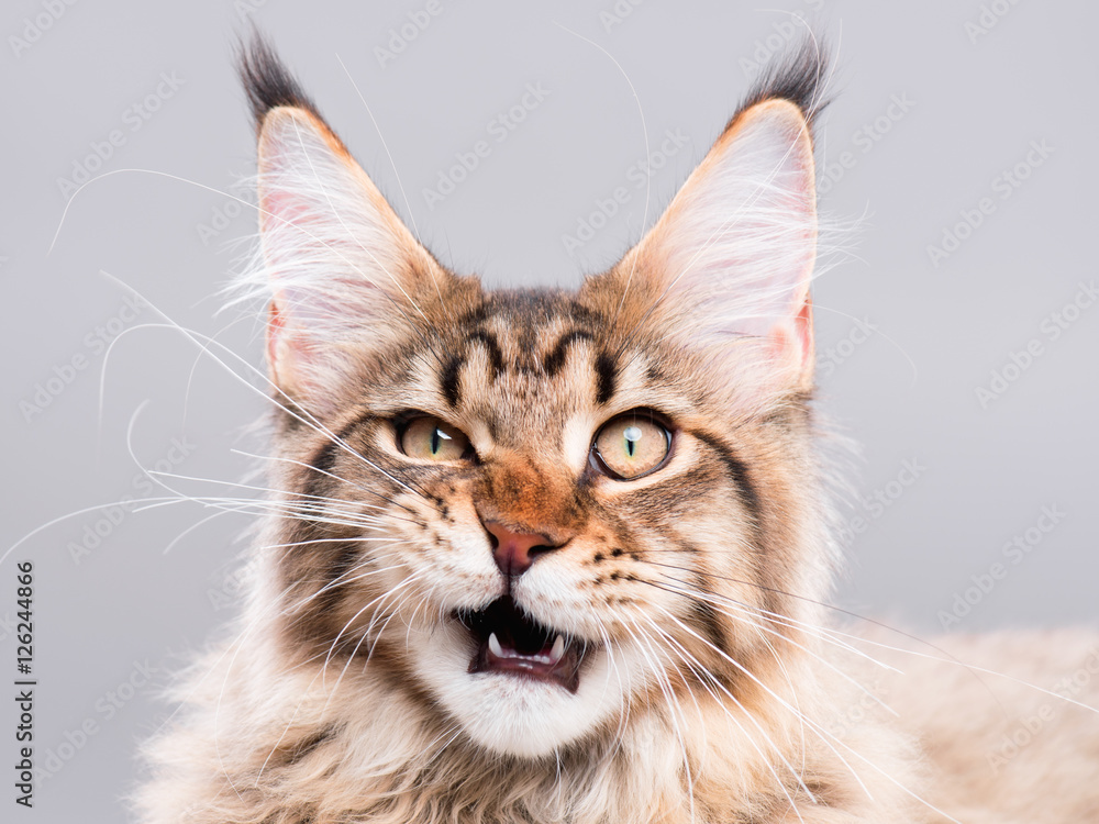 Fototapeta premium Portret domowa czarna tabby Maine Coon figlarka - 5 miesięcy starych. Śliczna pasiasta kiciunia patrzeje kamerę. Piękny młody kot robi śmiesznej twarzy na szarym tle.