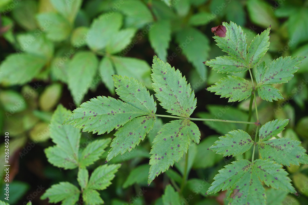 Leaf spots on astilbe Leaf spots on astilbe