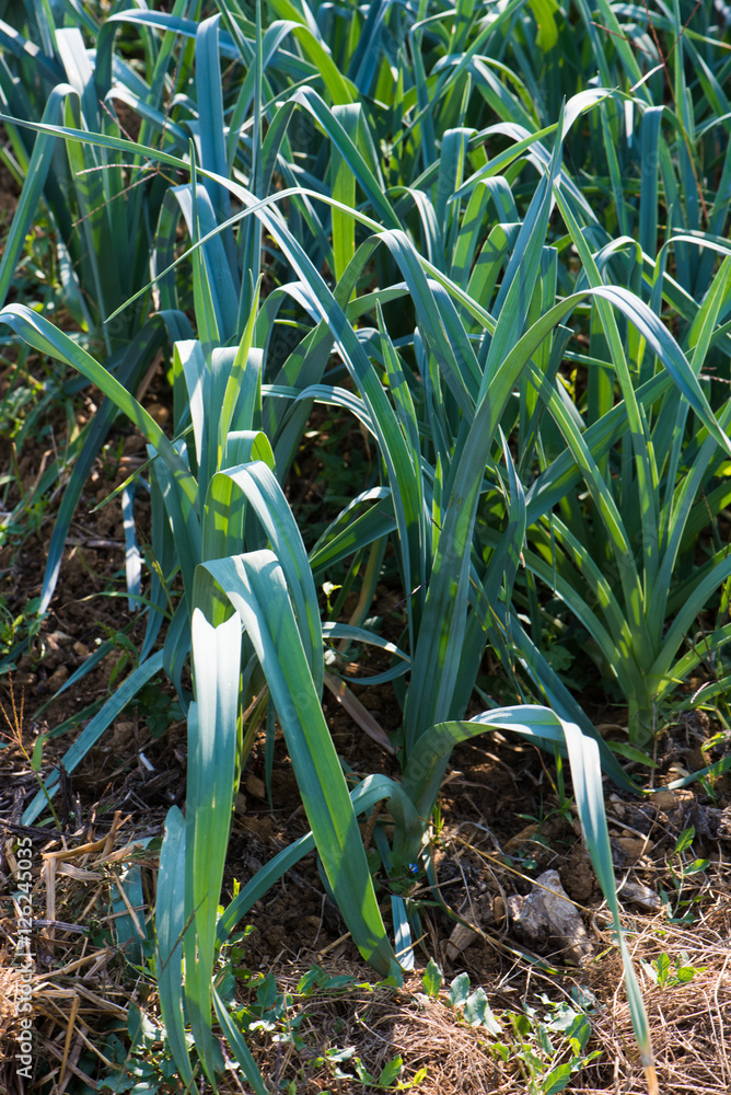 Obraz premium cotta leeks