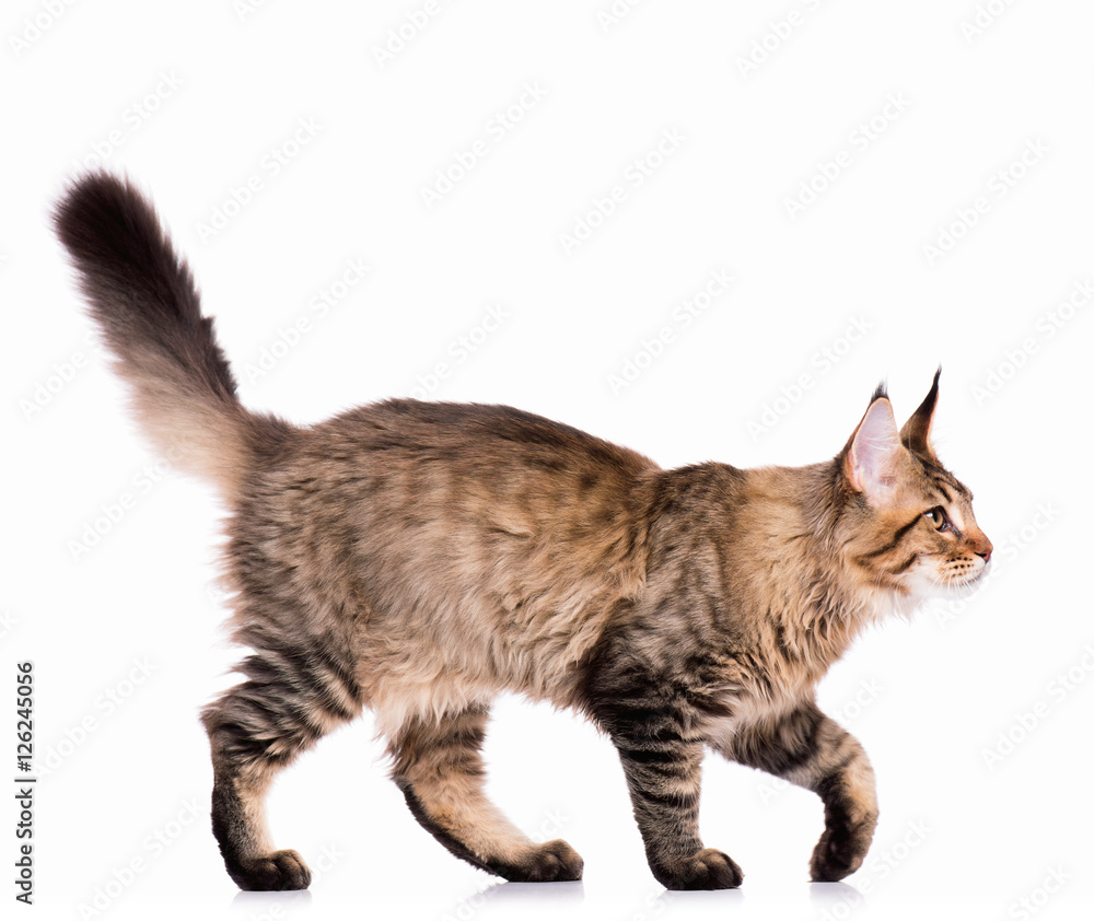 Naklejka premium Portret domowego czarnego pręgowanego kotka Maine Coon - 5 miesięcy. Ładny młody kot na białym tle. Widok z boku na ciekawy młody kotek w paski spaceru.