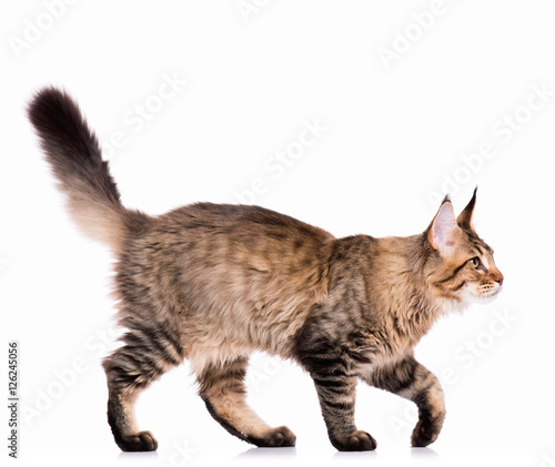 Portrait of domestic black tabby Maine Coon kitten - 5 months old. Cute young cat isolated on white background. Side view of a curious young striped kitty walking.
