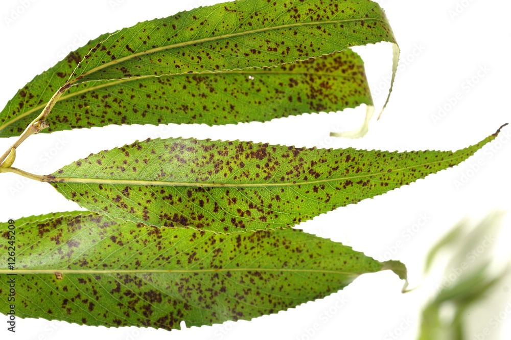 Leaf spots on the leaves of willow - obrazy, fototapety, plakaty 