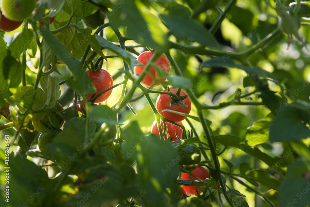 Organic cherry tomato planting