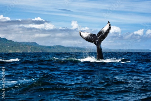 Whale tail in Dominican republic