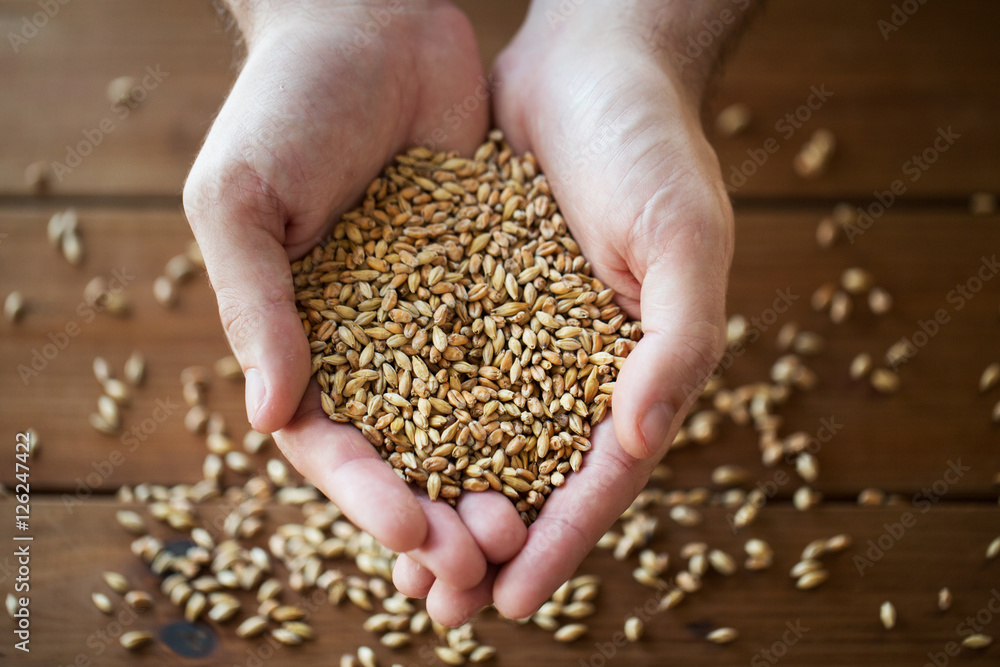 male farmers hands holding malt or cereal grains male farmers hands holding malt or cereal grains