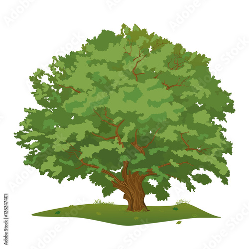 Large Green and Spreading Oak Tree, with Dense Crown, Colored Vector Illustration, isolated on white background.