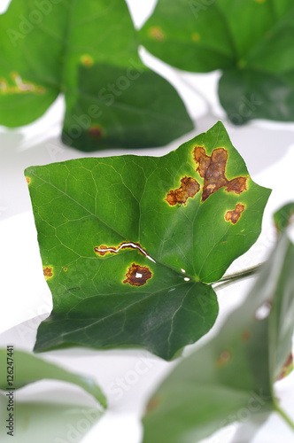 Leaf spots on ivy leaf