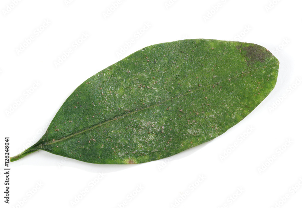Red spider mite ( Tetranychus urticae ) on leaf of privet - obrazy, fototapety, plakaty 