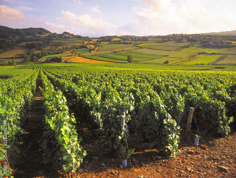 burgundy vineyards