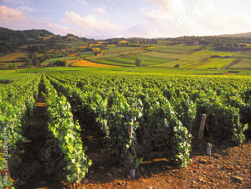 burgundy vineyards photo