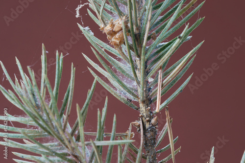 Spruce spider mite ( Oligonychus ununguis ) on spruce photo