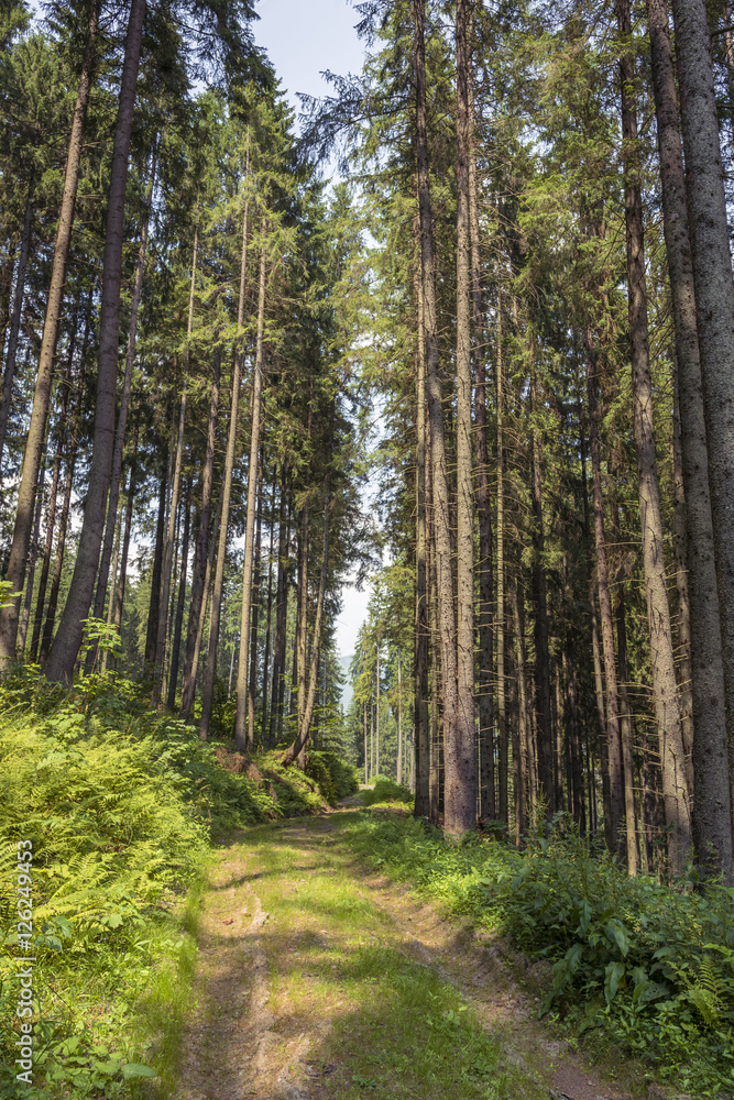 Obraz premium Fir tree forest. Inside of the romanian woods. Bucovina forest.