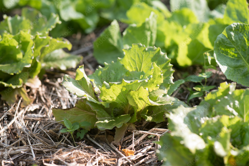 Young lettuce in an organic garden