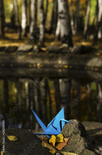 Blue crane and water reflections