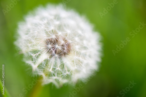 exempted dandelion blowball