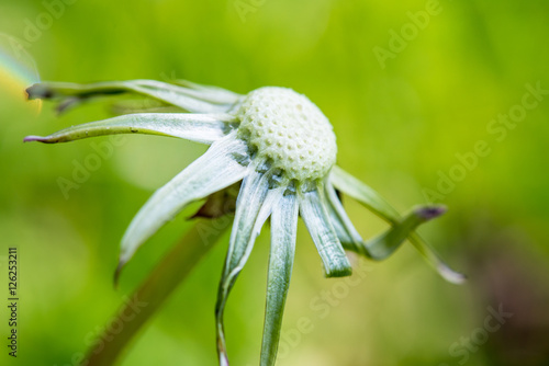 exempted dandelion blowball
