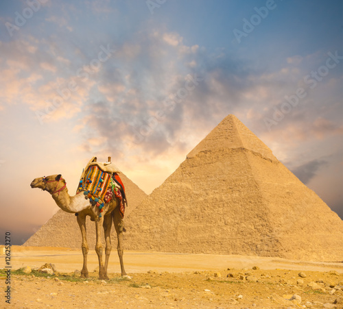 Fiery Sunset Egypt Pyramids Camel Foreground H