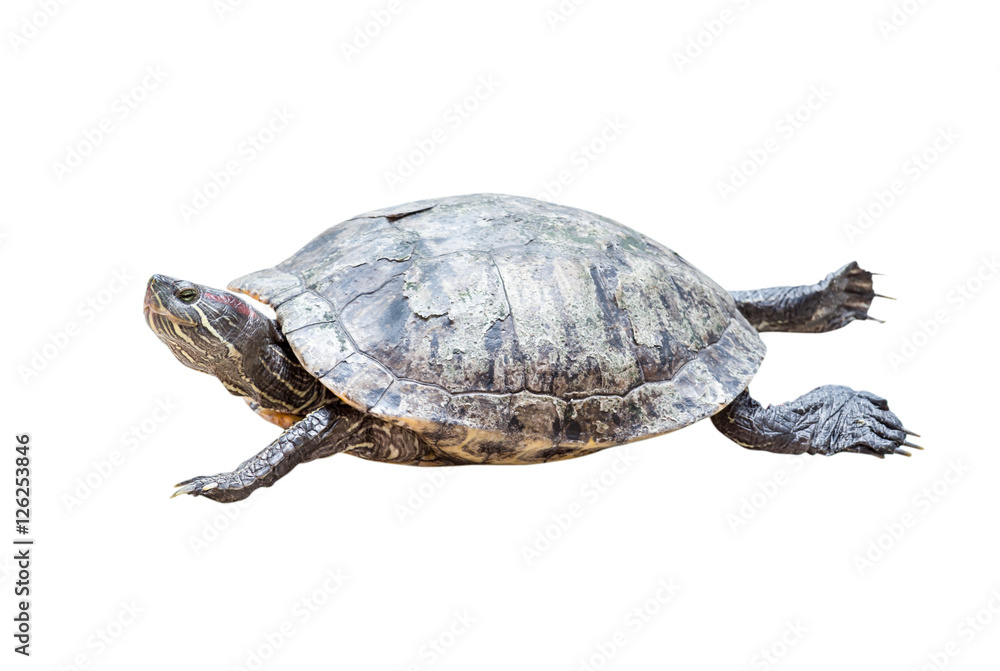 Obraz premium Turtle isolated on white background