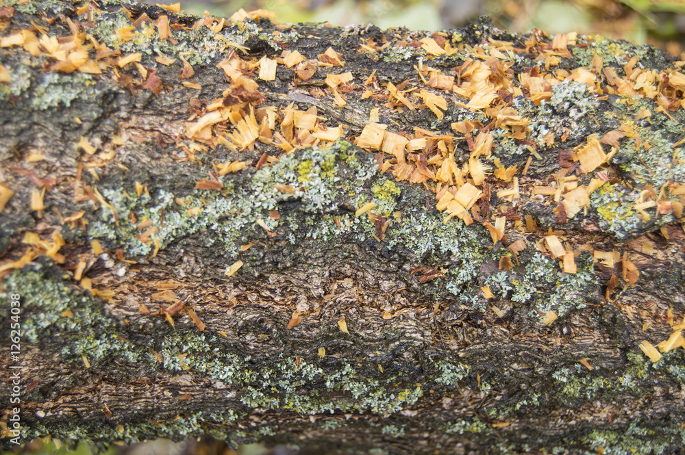 the background of tree bark covered with sawdust the background of tree bark covered with sawdust