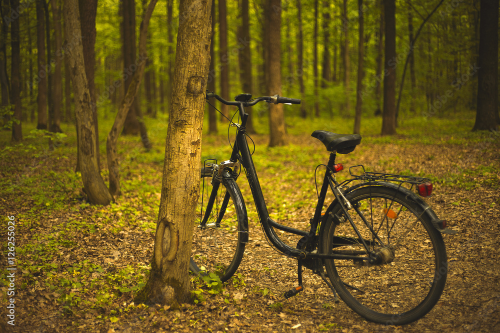 Black bicycle stands near the tree in the forest 