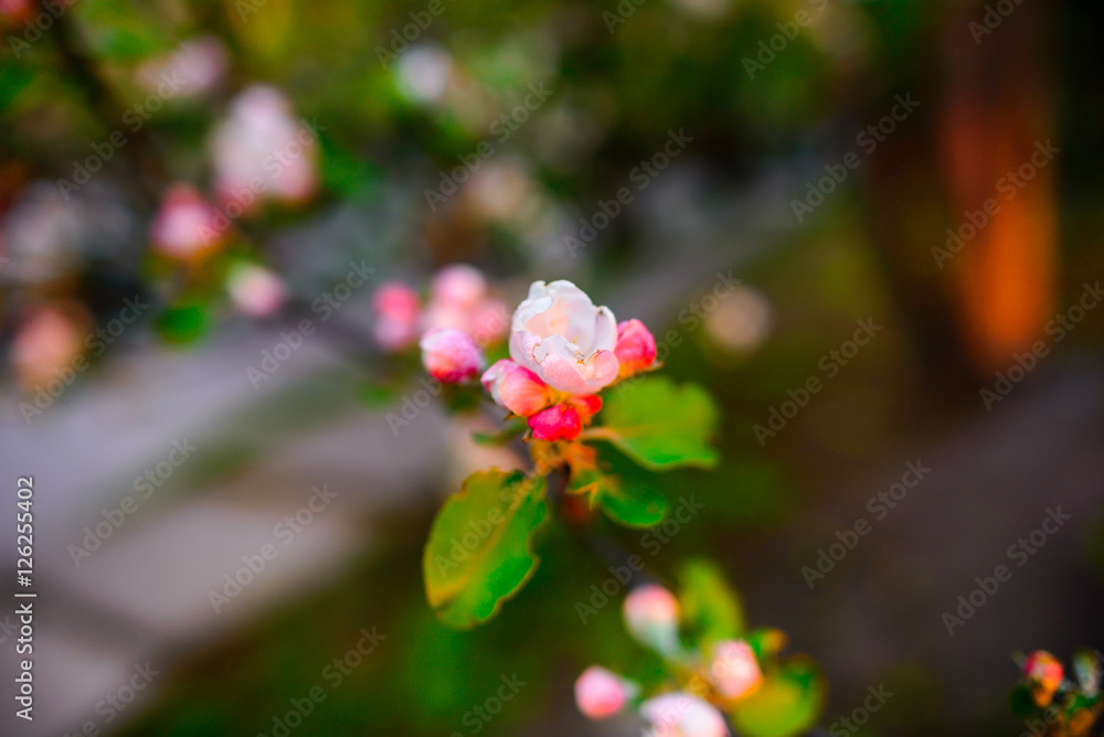 sakura flowers in spring blooming garden on sunrise sakura flowers in spring blooming garden on sunrise
