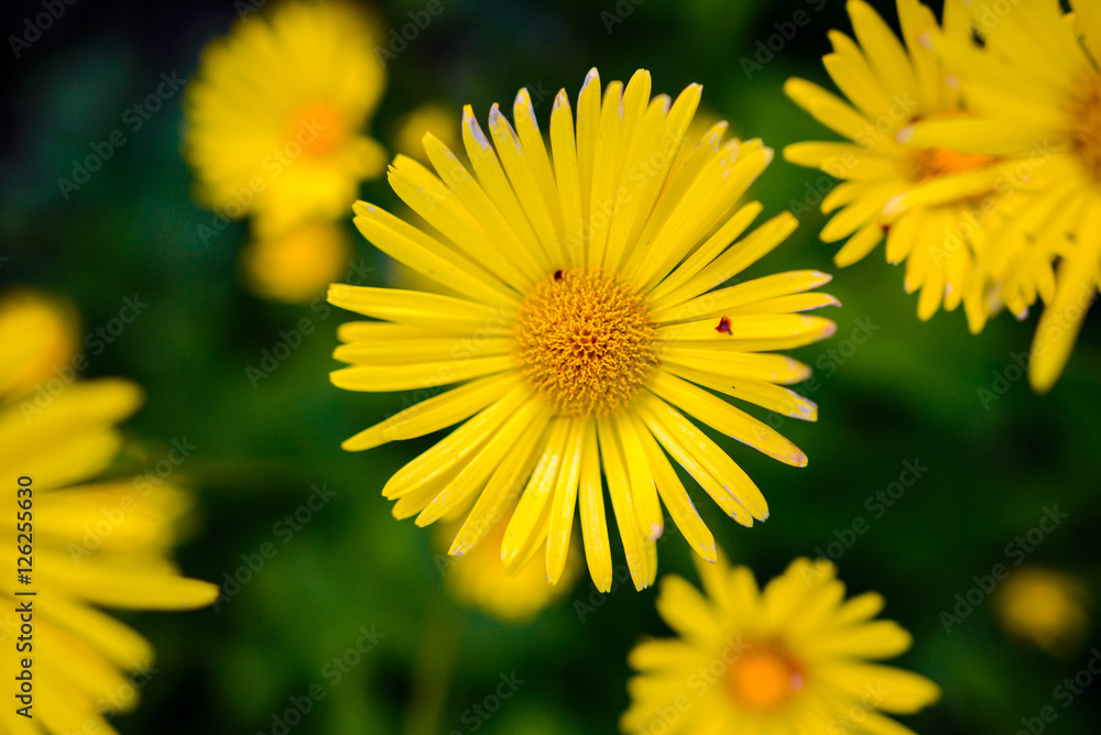 Naklejka premium Yellow flower for background