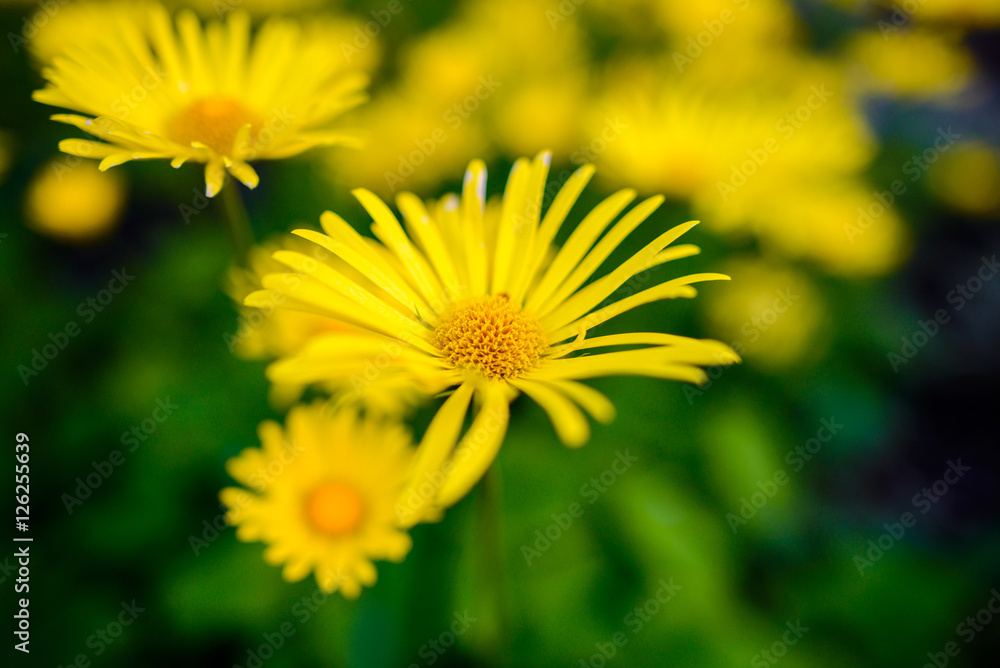 Yellow flower for background Yellow flower for background